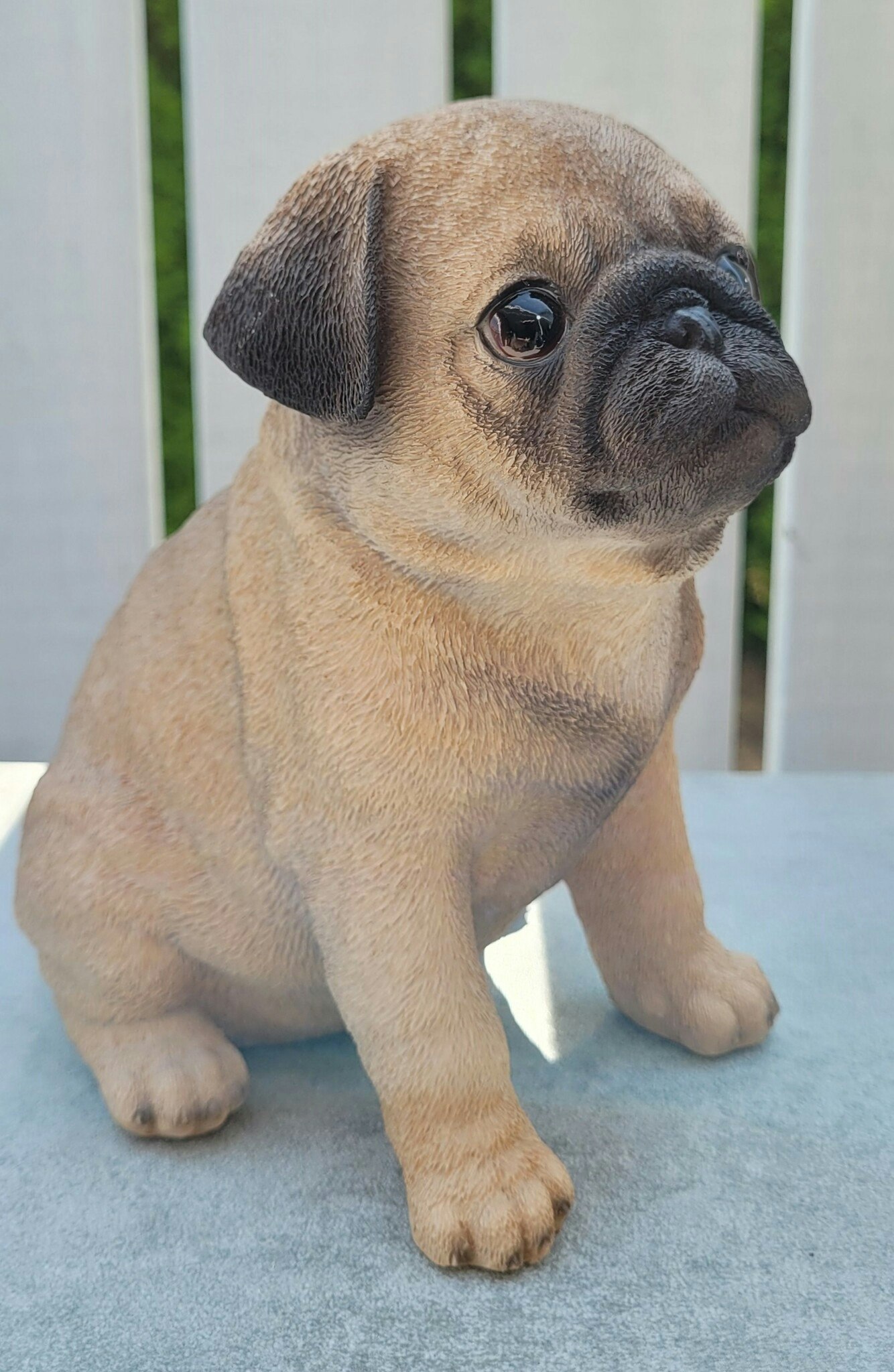 Mops valp