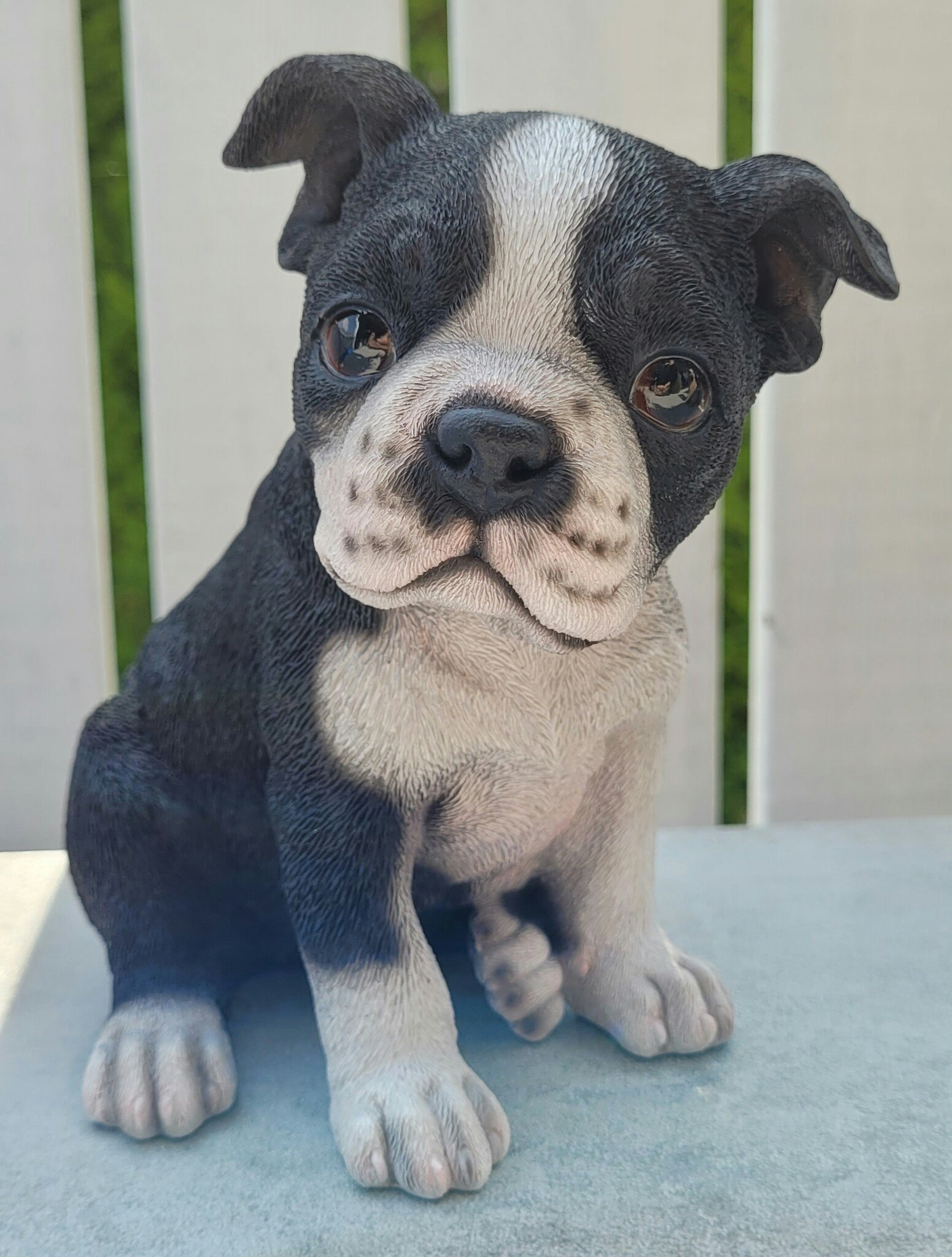 Boston Terrier valp