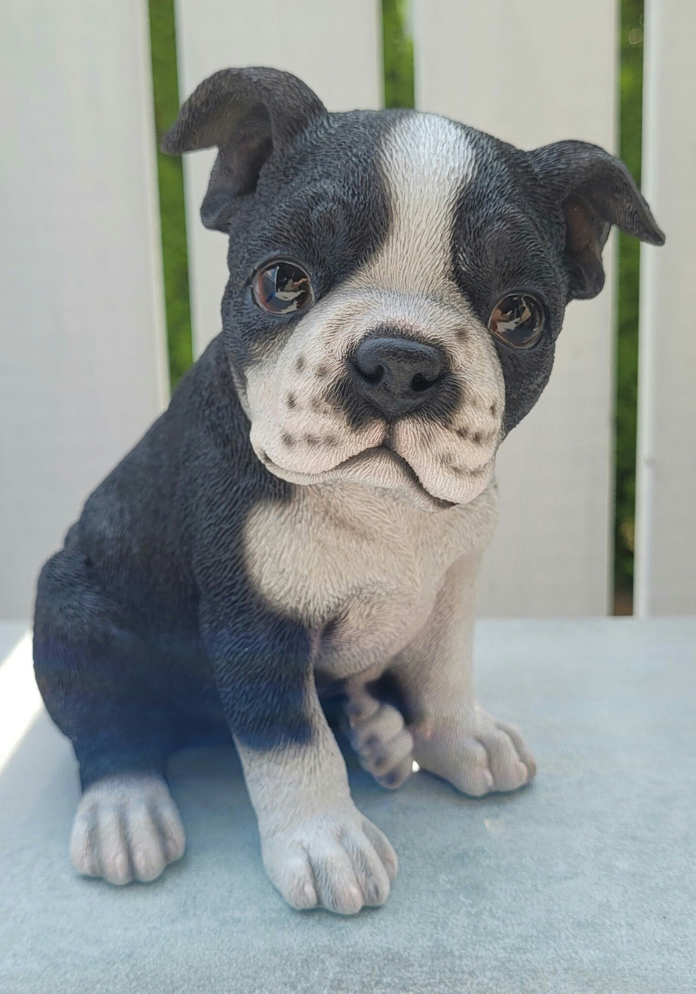 Boston Terrier valp