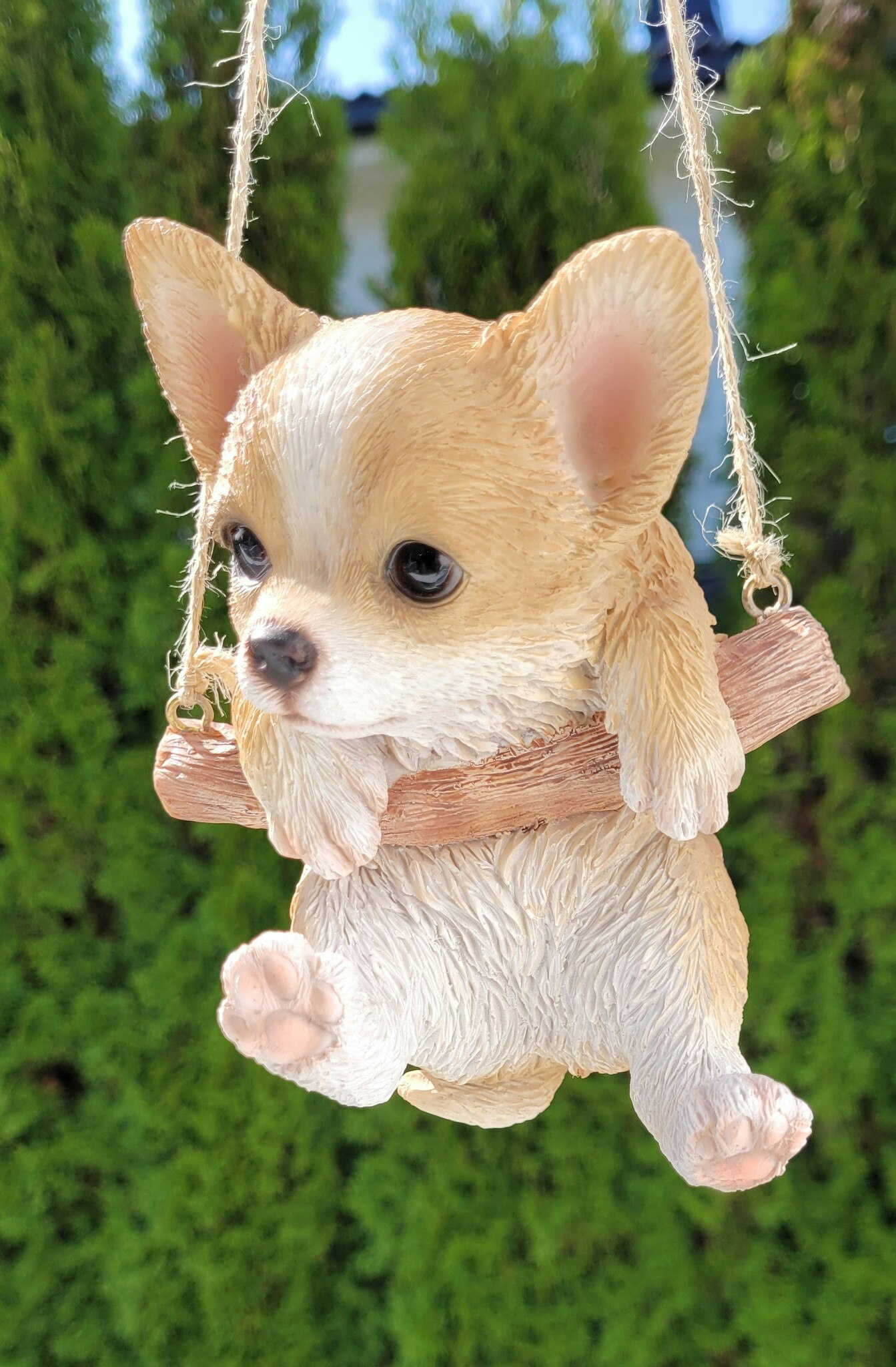 Chihuahua på huske