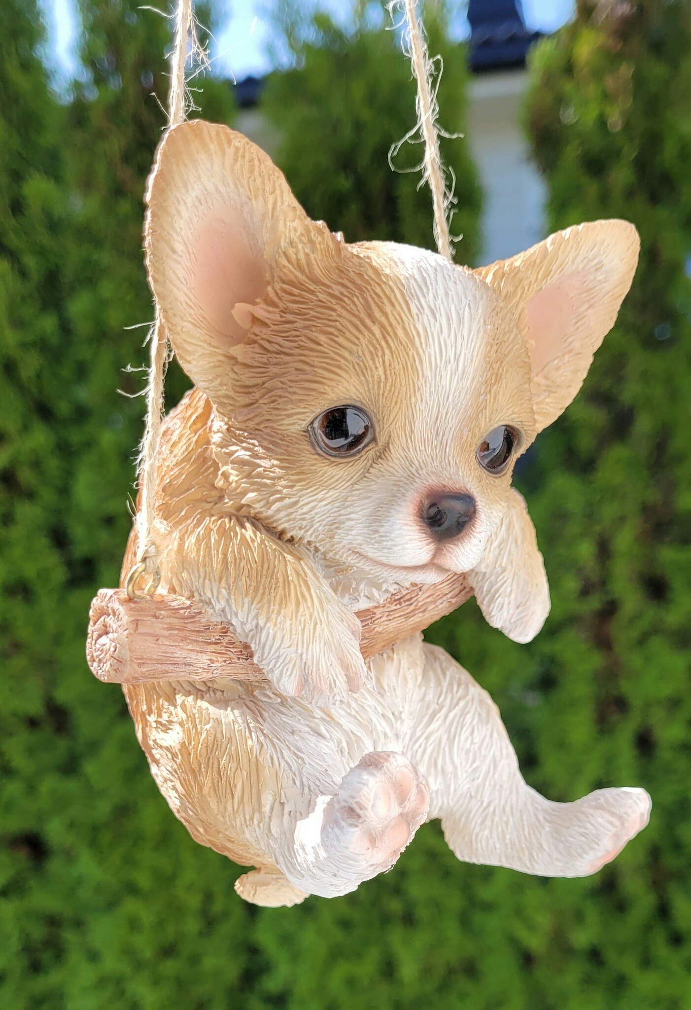 Chihuahua på huske