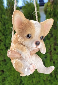 Chihuahua på huske