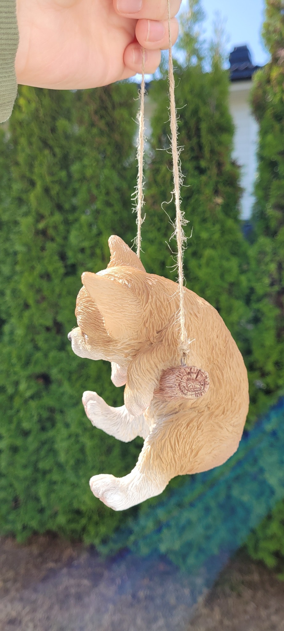 Chihuahua på huske