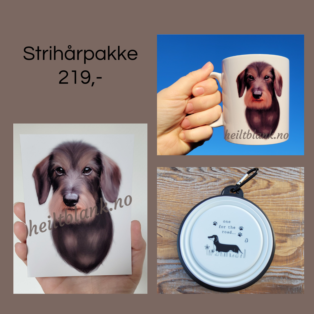 Strihår gavepakke - strihåret dachshund