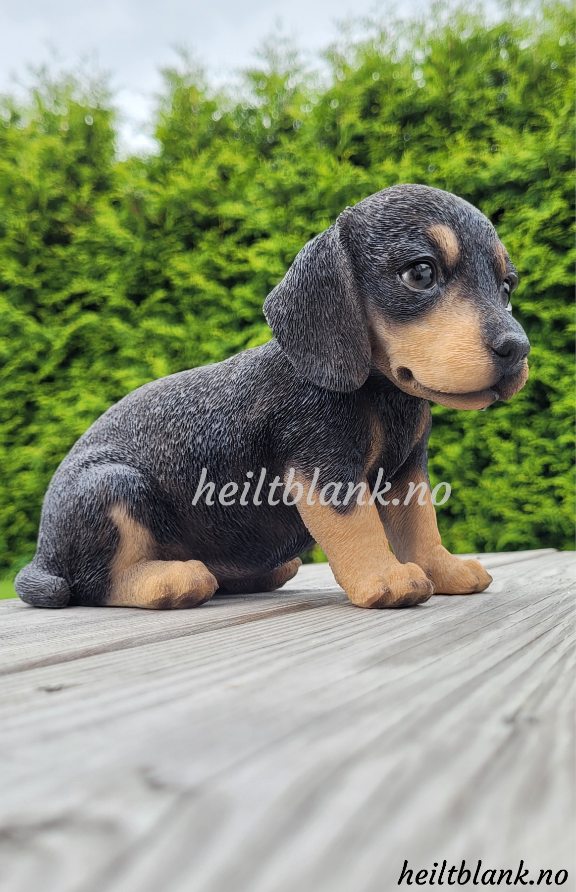 Sort og tan dachshund - gavepakke