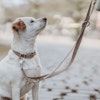 Hundkoppel Hunter Inari