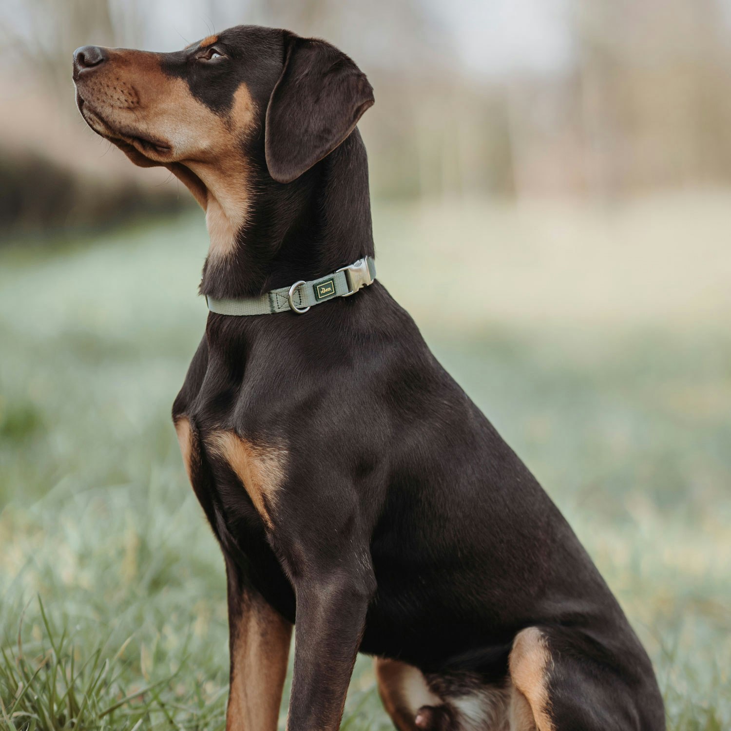 Hundhalsband Hunter Inari