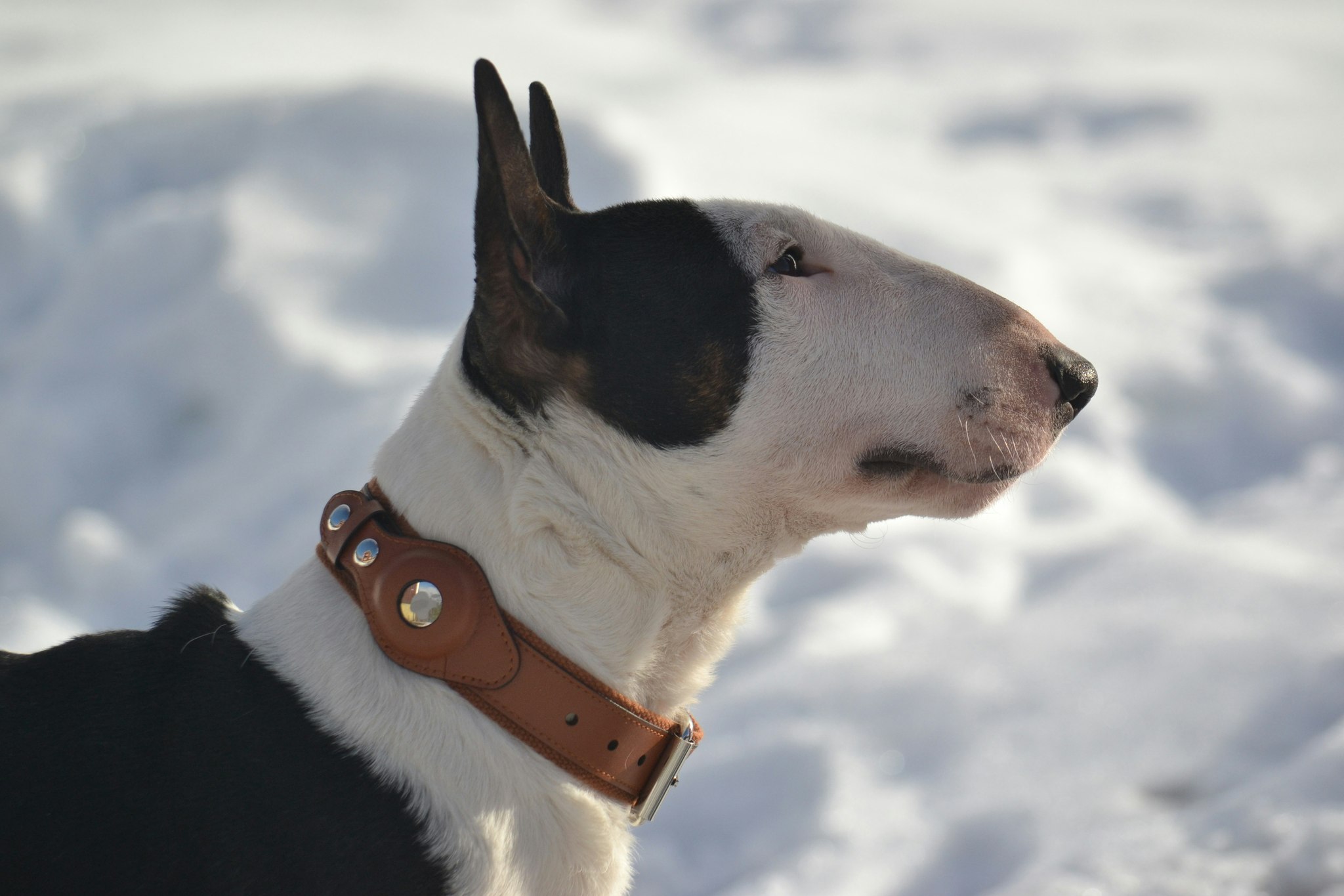 Hundhalsband för Apple AirTag - Bäst på marknaden  Djurtoppen - Djurtoppen  - Prisvärda produkter till hund och katt