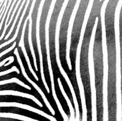 Servett Zebra 20-pack
