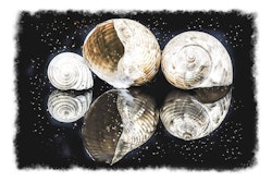 Auqa seashell 1619