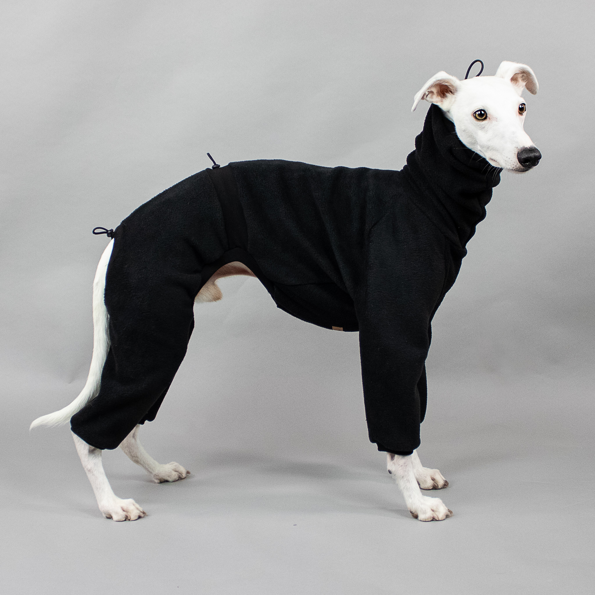 Whippet - Overall