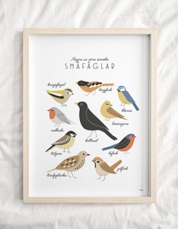 Swedish birds