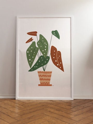 Forellbegonia
