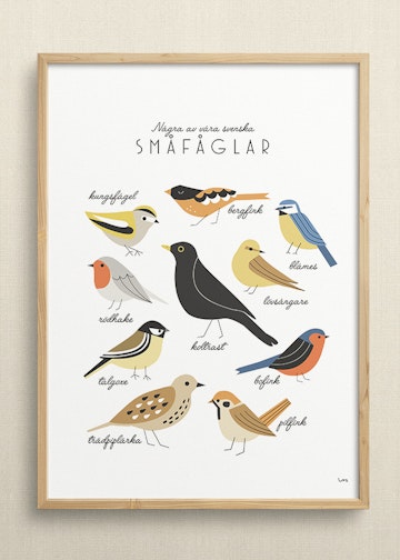 Swedish birds