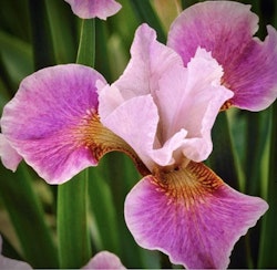 Iris sibirica 'Dance Ballerina Dance'