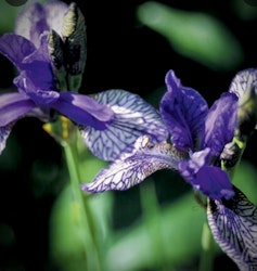 Iris sibirica ' Flight of Butterflies'