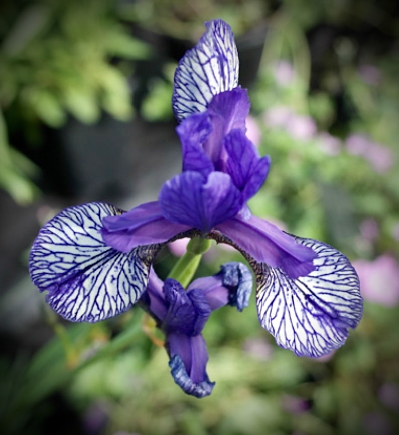 Iris sibirica ' Flight of Butterflies'
