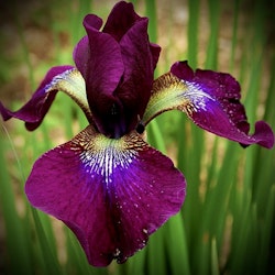 Iris sibirica 'Hubbard'