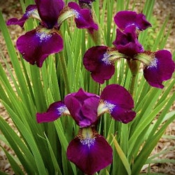 Iris sibirica 'Hubbard'