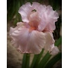 Iris germanica 'Blushing Pink'