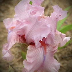 Iris germanica 'Blushing Pink'