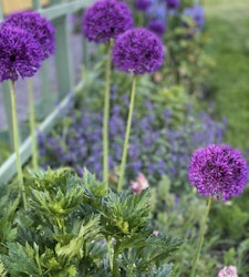 Allium `Purple Sensation´