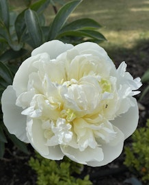 Pion 'Dr. F. G. Brethour'