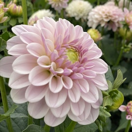 Dahlia Pink Silk