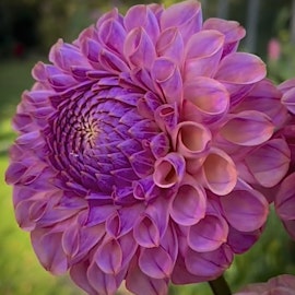 Dahlia Caitlins Joy