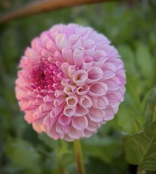 Dahlia Chimacum Davi