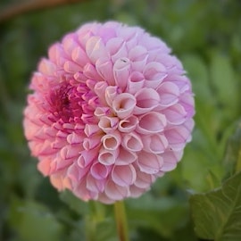 Dahlia Chimacum Davi