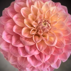 Dahlia Milena Fleur