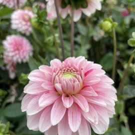 Dahlia Strawberry Cream