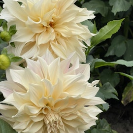 Dahlia Café au Lait