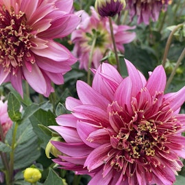 Dahlia Mambo