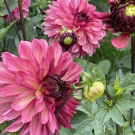 Dahlia Bacardi