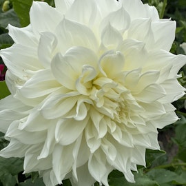 Dahlia Fleurel