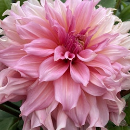 Dahlia Islander