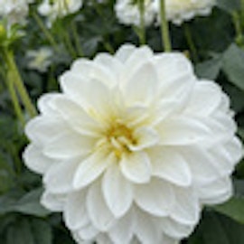 Dahlia Onesta