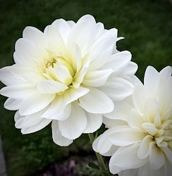 Dahlia Onesta