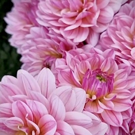 Dahlia Pink Magic