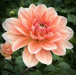 Dahlia Yvonne