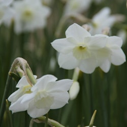 Narciss ´Dainty Miss´