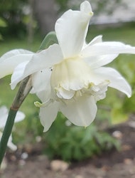 Narciss ´White Marvel´