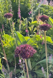 Allium atropurpureum,