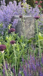 Allium atropurpureum,