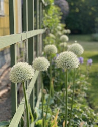 Allium ´Mount Everest´