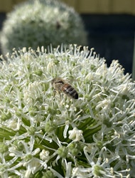 Allium ´Mount Everest´