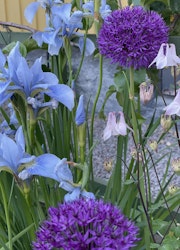 Allium ´Purple Sensation´