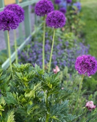 Allium ´Purple Sensation´
